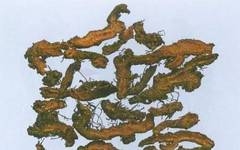 The Uses, Efficacy, Contraindications, and Applicable Populations of Huang Lian (Coptis chinensis)