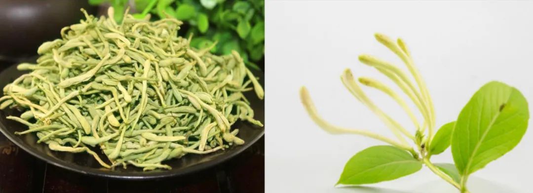 The Past and Present of Honeysuckle (Jin Yin Hua)