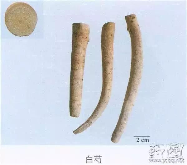 Traditional Chinese Medicine Herb Profile: Bai Shao (White Peony)