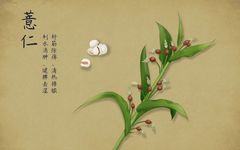 Job's Tears: A Small Seed with Great Benefits for Spleen Health, Dampness Relief, and Heat Clearance