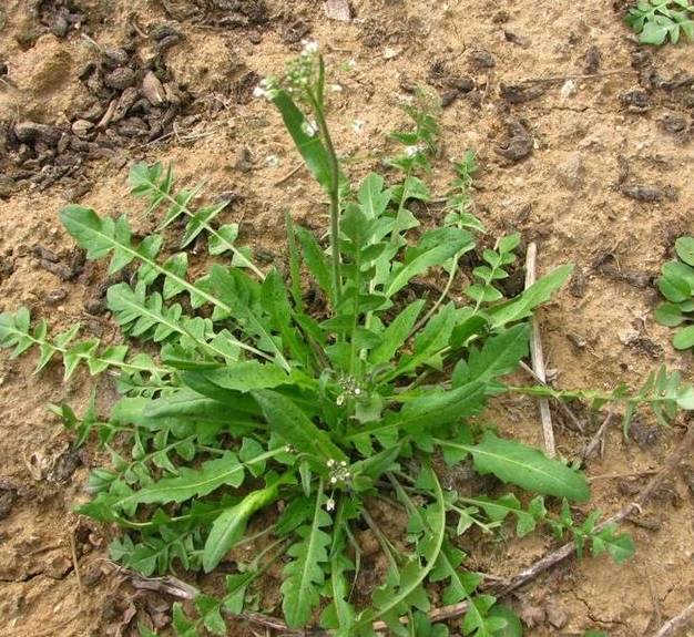A Comprehensive Guide to 50 Common Medicinal Herbs in Rural China