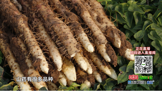 Spleen and Stomach Deficiency Cold? Don't Panic! Eat These 4 Foods and Follow These 3 Tips to Restore Your Spleen and Stomach Health!