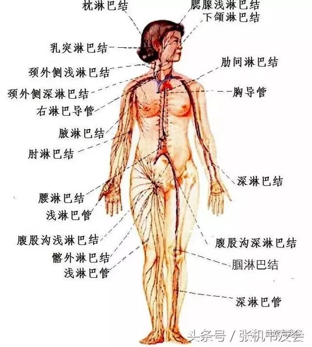 Understanding Traditional Chinese Medicine: The Five Organs and Six Bowels Explained! (Including Eight Major Systems)