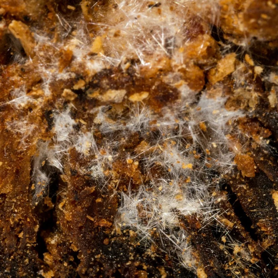 Atractylodes: An In-Depth Exploration of This Essential Chinese Herb