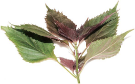 The Integration of Medicine and Food: Culinary Therapeutics in the Kitchen for Health and Wellness