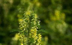 A Discussion on Astragalus (Huang Qi)
