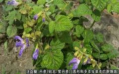 Traditional Chinese Medicine Herb: Dan Shen (Salvia miltiorrhiza)
