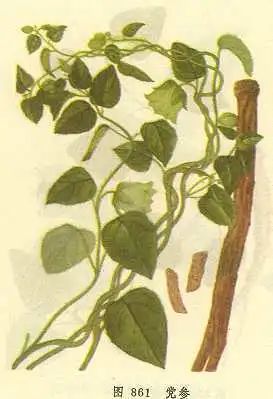 Effects and Contraindications of Codonopsis (Dang Shen) in Traditional Chinese Medicine