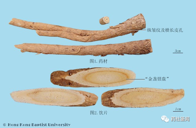 Traditional Chinese Medicine - Huangqi (Astragalus Root)