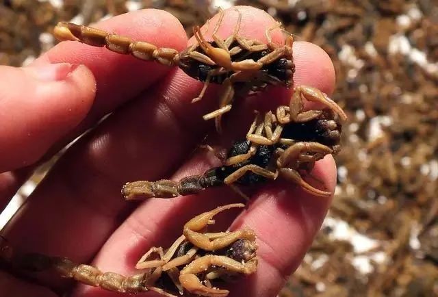 Eight Chinese Herbs for Activating Blood Circulation and Removing Stasis