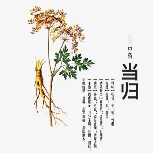 Nourishing the Heart: Angelica Sinensis (Dang Gui)