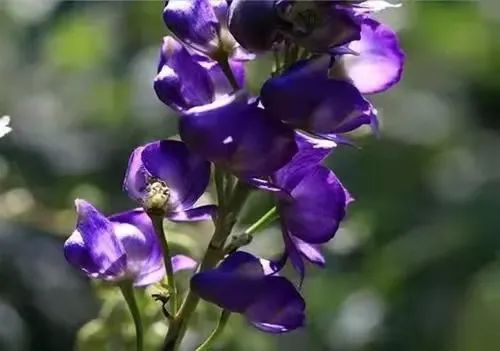 Weekly Herb - Fu Zi (Aconite)