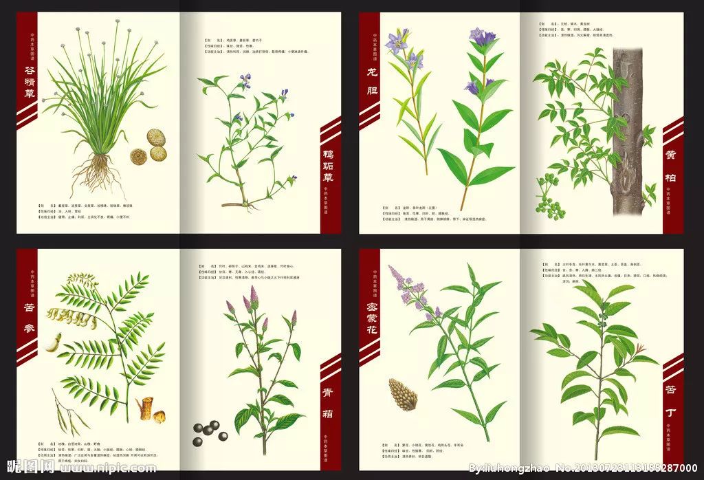 Bencao Gangmu: The Ancient Encyclopedia of China