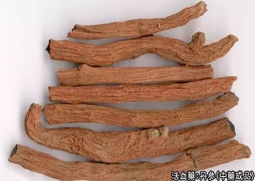 Traditional Chinese Medicine Herb: Dan Shen (Salvia miltiorrhiza)