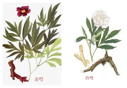 Clearing Heat and Cooling Blood Herbs