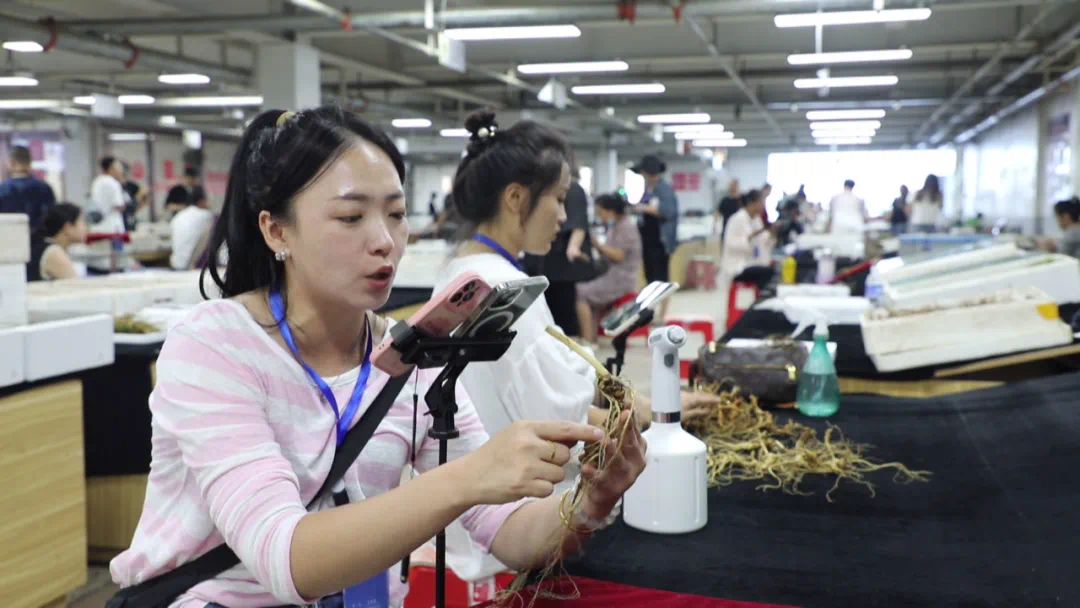 Young People Embrace Changbai Mountain Ginseng!