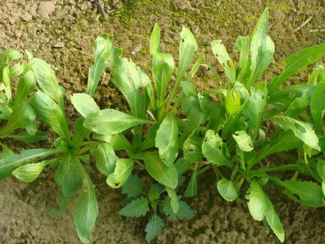 Weekly Herb | Jinan Ethnic Hospital Introduces "Safflower"