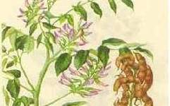Herbal Medicine | Astragalus