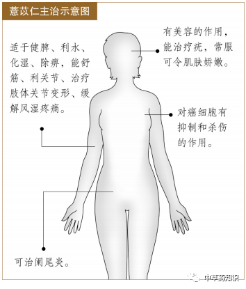 Understanding Coix Seed (Yi Yi Ren) in Traditional Chinese Medicine