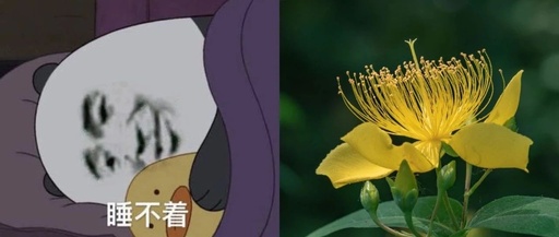 Can Lian Qiao (Forsythia) Treat Insomnia?