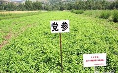Traditional Chinese Medicine Herb - Dangshen (Codonopsis)