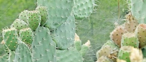 When Treating Exterior-Interior Combined Syndromes, Prioritize This Heat-Clearing Herb