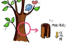 Distinguishing Between Gui Zhi and Rou Gui in Traditional Chinese Medicine