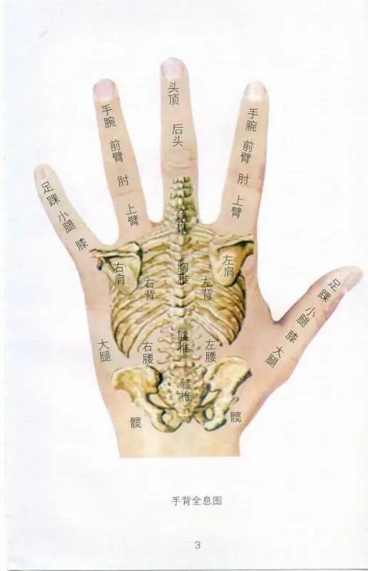 Comprehensive Guide to Holographic Diagnosis in Traditional Chinese Medicine