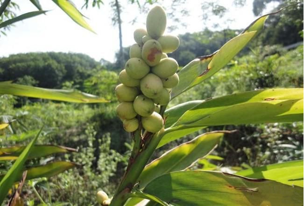 The Story of Bencao Gangmu: The Shared Origins of Medicine and Food Discussing Yizhi