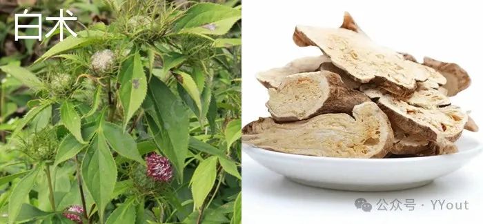 9 Effective Folk Remedies for Treating Anemia in Traditional Chinese Medicine