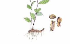 Exploring Cang Zhu: A Remedy for Wind, Dampness, and Cold, Alleviating Headaches, Body Pain, and Bone Pain