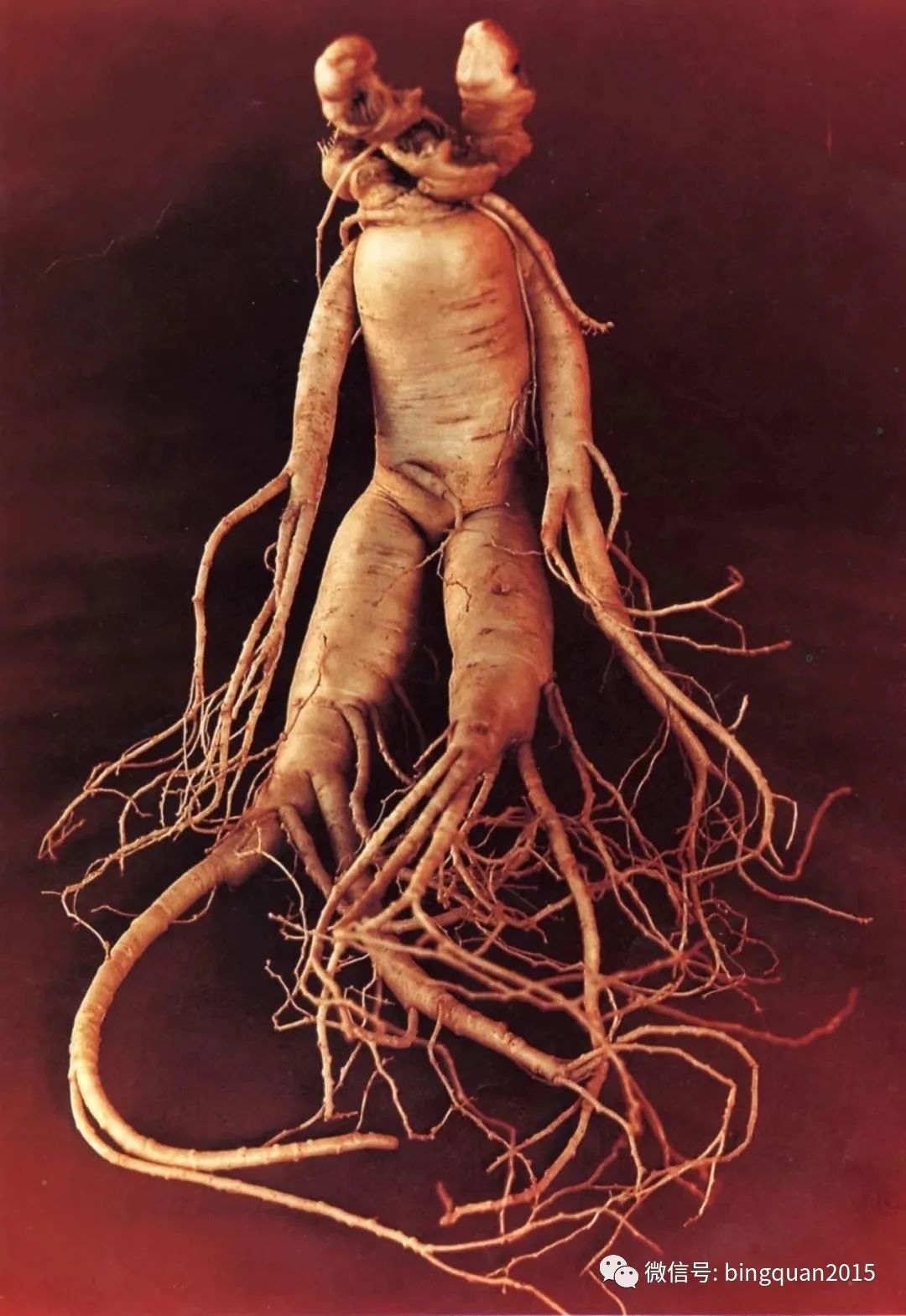 The Remarkable Effects of Ginseng: Top Ten Benefits