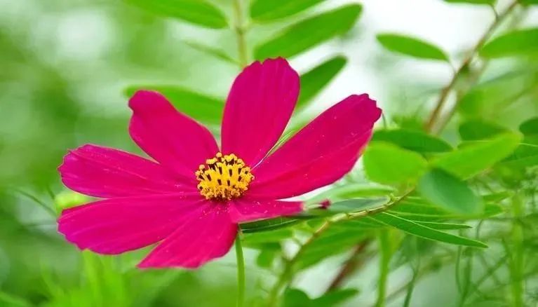Differentiation of Blood Deficiency, Blood Stasis, Blood Cold, and Blood Heat in Traditional Chinese Medicine, with Dietary Therapy Recommendations