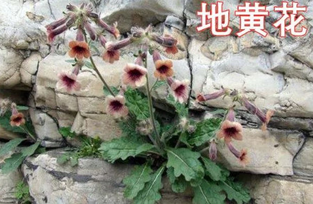 Daily Learning of Chinese Herbs - Shú Dì Huáng (Rehmannia Glutinosa)