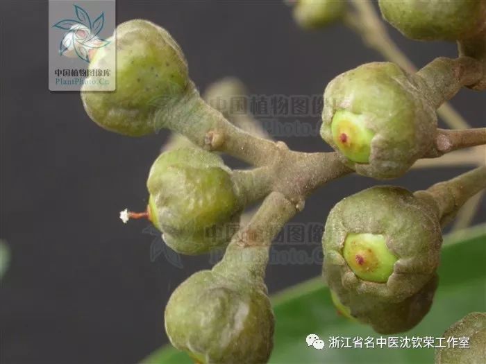 Cinnamon (Rou Gui): A Distinct Herb with Unique Clinical Efficacies