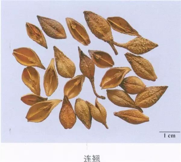 Learn About Lianqiao (Forsythiae Fructus) - A Valuable Chinese Herb