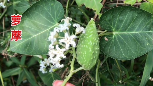 Understanding Traditional Chinese Medicine: Clearing Heat, Detoxifying, Reducing Swelling, and Alleviating Pain