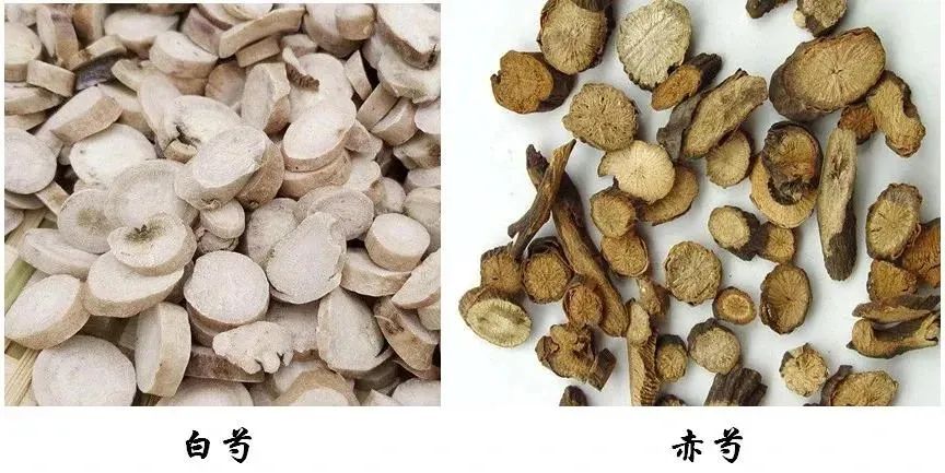Clearing Heat and Cooling Blood Herbs