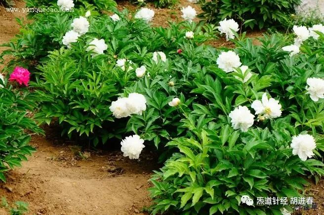 Daily Study of a Chinese Herb: Bai Shao (White Peony)