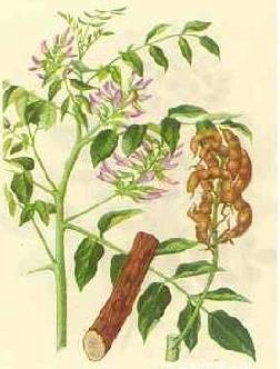 Herbal Medicine | Astragalus