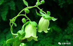 A Comprehensive Guide to Dang Shen (Codonopsis Radix)