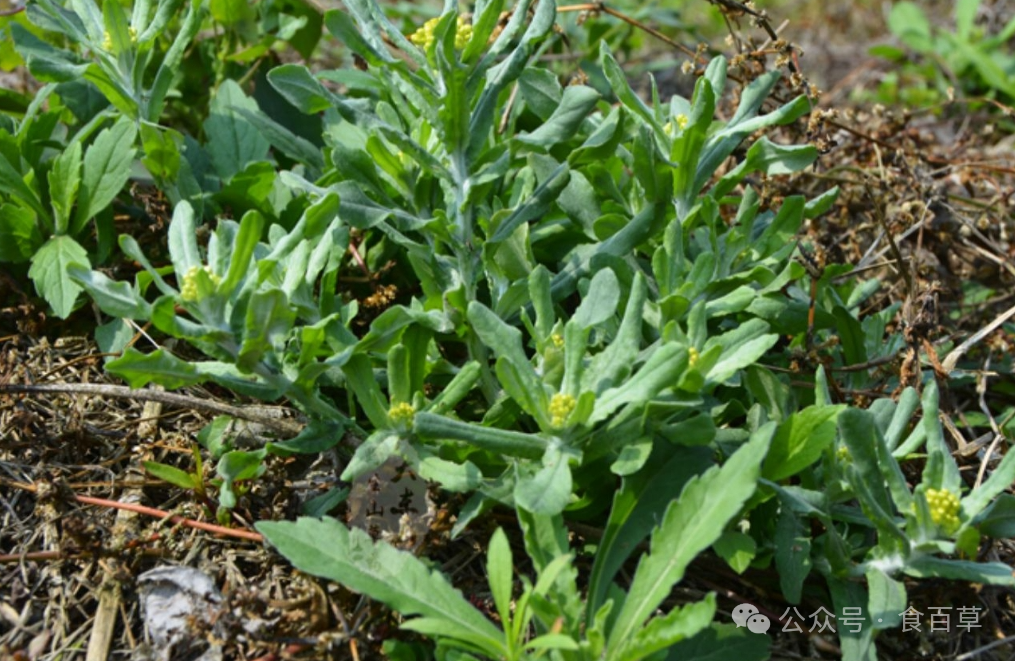 This Field Herb is Effective for Cough, Phlegm, and Rheumatic Pain