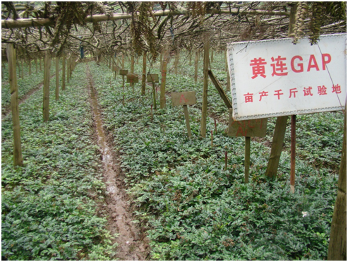 Traditional Chinese Medicine Series: Huang Lian (Coptis)