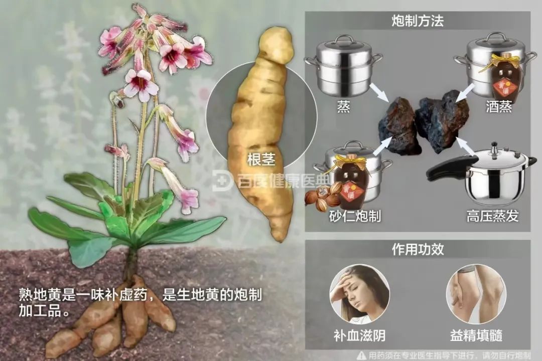 Shu Di Huang (Rehmannia Glutinosa) - A Comprehensive Overview