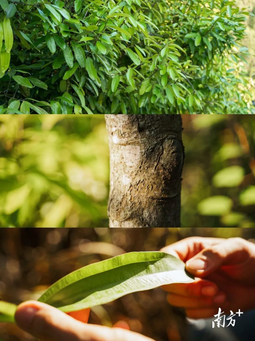The Thousand-Year Spice: An Addiction to Luoding's Cinnamon | A Look at Lingnan Specialties