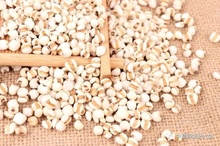 The Efficacy and Functions of Coix Seed (Yi Yi Ren)