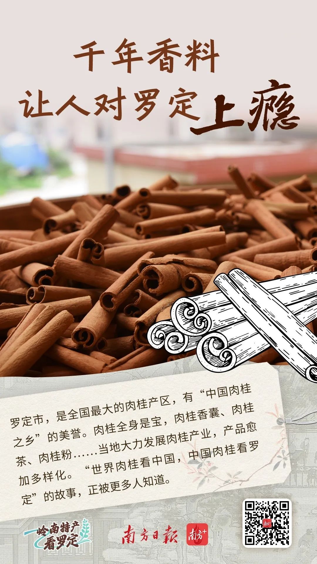 The Thousand-Year Spice: An Addiction to Luoding's Cinnamon | A Look at Lingnan Specialties