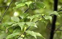 Bencao Gangmu: Shan Zhu Yu (Cornus Fruit)