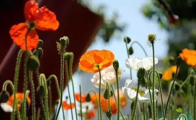 Liver Qi Stagnation: Solutions for Constipation, Insomnia, Sensation of a Foreign Body in the Throat, Abdominal Distension, and Vivid Dreams