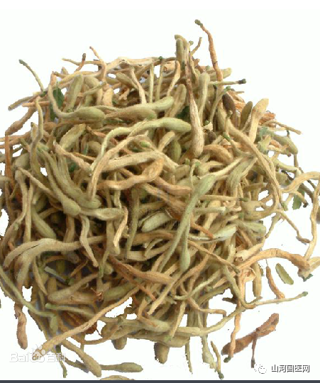 Traditional Chinese Medicine: Honeysuckle (Jīn Yín Huā)